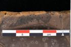 Foto (Detailansicht) von Sphaeria palaeosapindi Ettingshausen (NHMW-GEO-2024-0188-0042)
